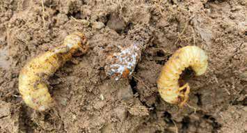 img2 BÖVI, účinný boj s pôdnymi škodcami